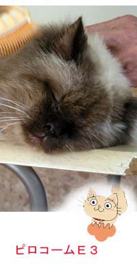 ���ƔL�Ƃ������̔����ю��s���R�[��