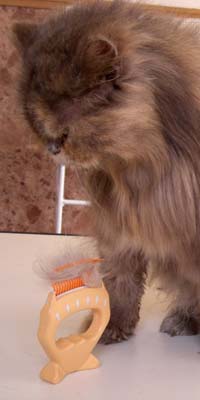 �y�b�g�p�i�����ю��s���R�[��