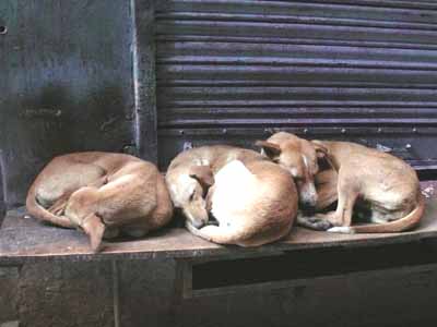 路地の犬